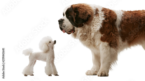 Fotografie Large Saint Bernard dog standing next to a small white toy poodle