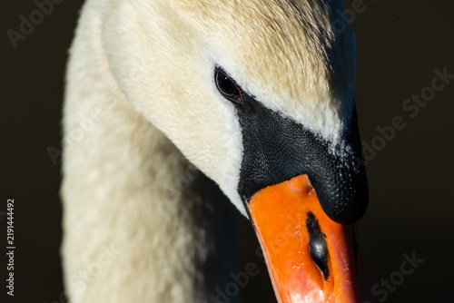 Konstfotografi Close-up portrait of a mute swan with a vivid orange and black bill, glossy eye and detailed white plumage against a dark background