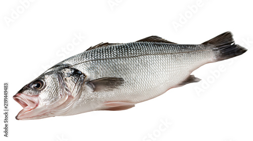 Foto Fresh whole European sea bass with silver scales and open mouth