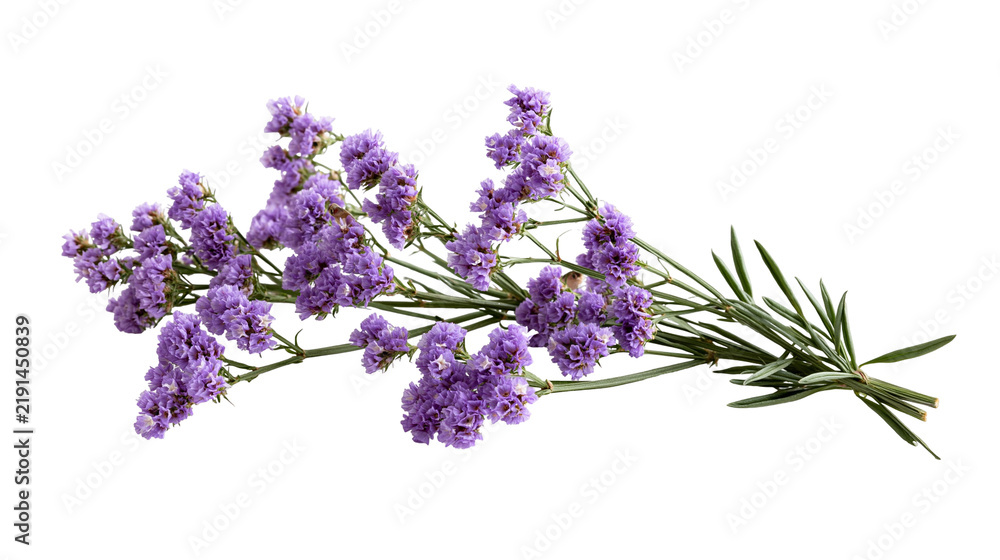 Fototapeta premium Purple Limonium statice flower sprig with green stems and small petals