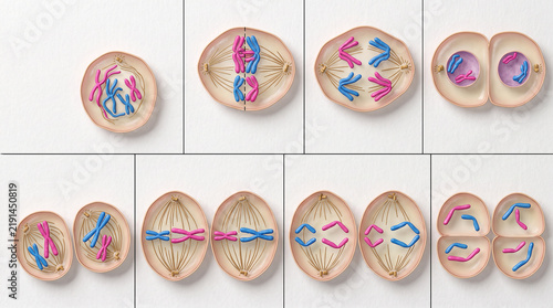 Detailed scientific illustration showing the distinct phases of cell division through meiosis (meiosis I and meiosis II). Perfect for biology textbooks, educational materials, and genetics lessons.