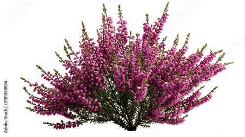 Vibrant purple heather shrub with dense blooming flower spikes and green foliage