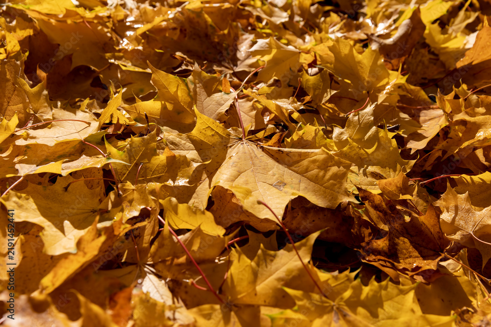 Obraz premium the yellow and orange foliage of maple trees brightly illuminated by sunlight after falling to the ground, sunrise in the park in autumn, autumn nature in the sunlight