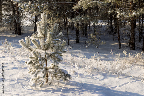 snow-covered pines in winter in sunny, tree crowns