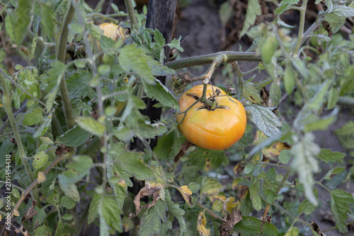 Cracked yellow tomato ripening on a vine in a home garden. Physiological fruit disorder with split skin caused by irregular watering or heavy rain outdoors during agriculture season.