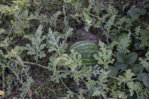 A close-up view of a lush watermelon patch on a farm, featuring a medium-sized striped watermelon nestled among its lobed green leaves, tendrils, and surrounding weeds. Natural daylight.