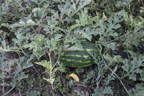 Ripe green watermelon growing on the ground surrounded by lush leaves in a garden bed. Organic agriculture scene showcasing fresh summer fruit ripening on vines outdoors on a farm.