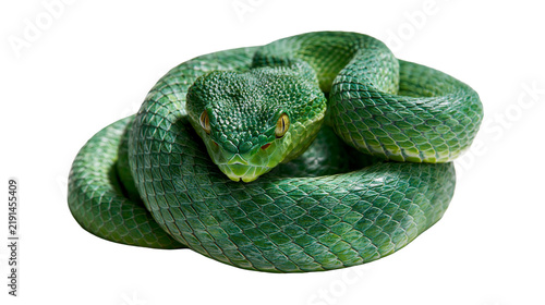 фотографія Coiled green pit viper snake with textured scales and sharp eyes