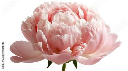 Принти на полотні Soft pastel pink peony flower head with delicate ruffled petals