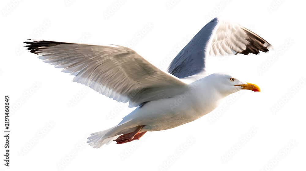 Fototapeta premium Herring gull flying with wings spread wide showing white and grey plumage