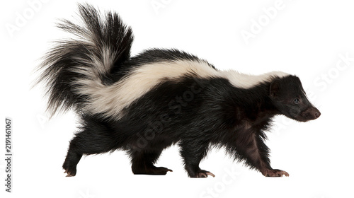 Konstfotografi Striped skunk walking with bushy tail and black and white fur