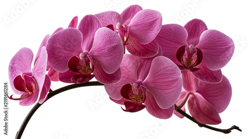 Bild auf Leinwand Vibrant magenta phalaenopsis orchid flower spray with dark stems