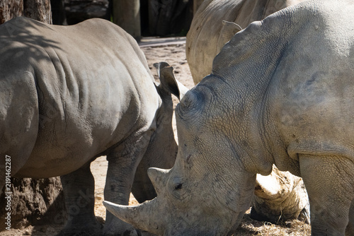 Фотография Southern White Rhino