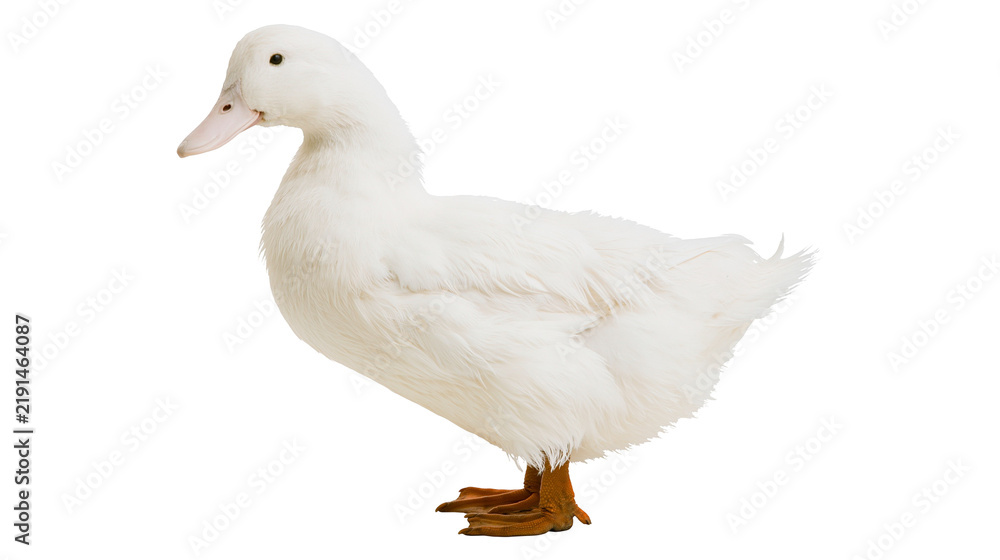 Fototapeta premium White American Pekin duck standing with orange feet and beak