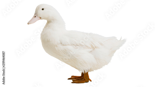 Cuadro en lienzo White American Pekin duck standing with orange feet and beak