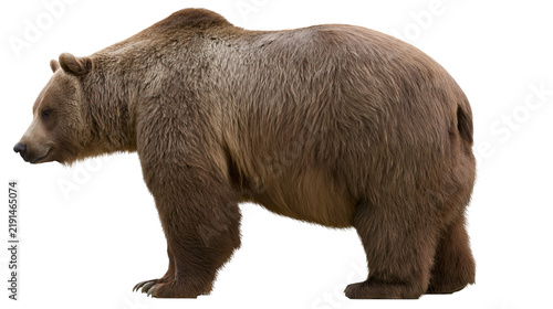 Bild auf Leinwand Large brown grizzly bear standing in profile with thick fur and sharp claws