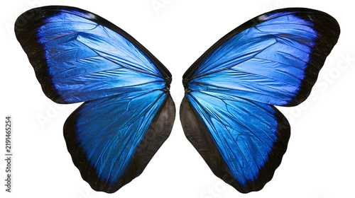 Obraz na płótnie Vibrant blue Morpho butterfly wings with black edges and intricate vein patterns