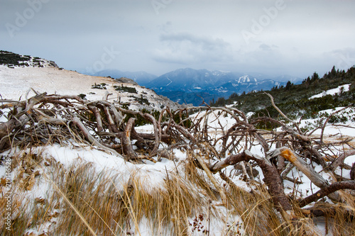 Foto Dry branches in a snowy mountain landscape, Rax, Austria