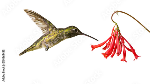 Konstfotografi Green and yellow hummingbird hovering near red tubular flowers on a thin stem