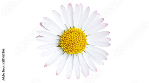 фотографія Single white daisy flower with yellow center and pink tipped petals