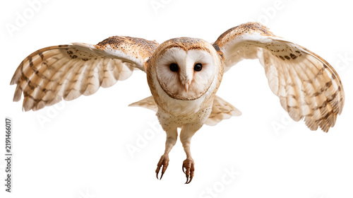 Bild auf Leinwand Barn owl flying with wings spread wide and forward facing gaze