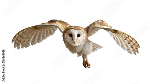 Cuadro en lienzo Flying barn owl with spread wings and heart shaped facial disc