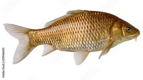 Obraz na płótnie Golden common carp fish with shiny scales and fins