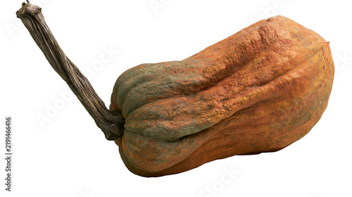 Cuadro en lienzo Warty orange and green winter squash with a long woody stem