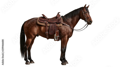 Foto Bay horse with brown leather western saddle and bridle standing in profile