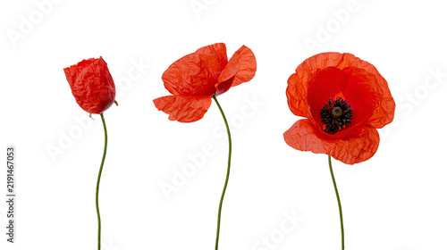 Obraz na plátne Three vibrant red poppy flowers with green stems in different stages of blooming