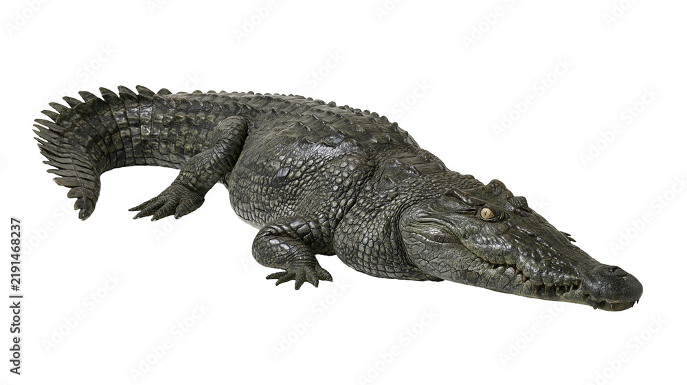 Obraz premium Large dark green saltwater crocodile with textured scaly skin and sharp teeth