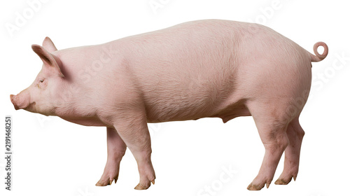 Cuadro en lienzo Pink domestic pig standing in profile view