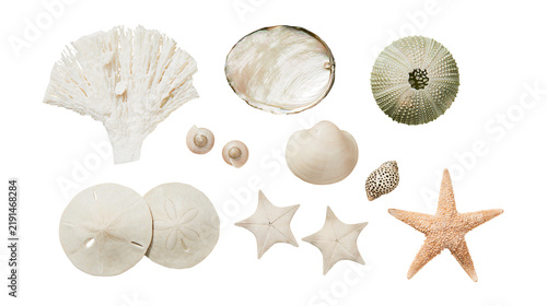 Obraz na plátne Collection of white sea shells coral starfish, and sea urchin skeleton