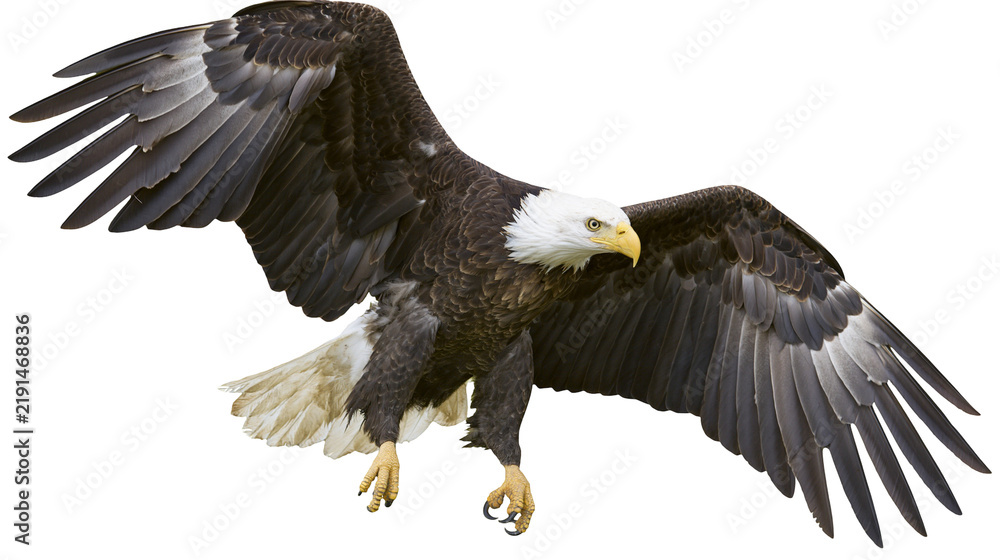 Fototapeta premium Majestic bald eagle soaring with wings spread wide and sharp yellow talons