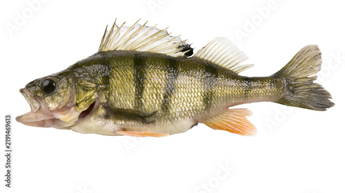 European perch fish with striped green scales and spiny dorsal fin