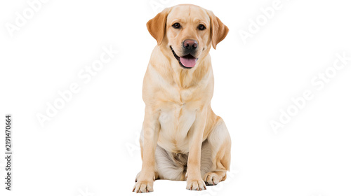 Fotografie Yellow Labrador Retriever dog sitting with mouth open and tongue out
