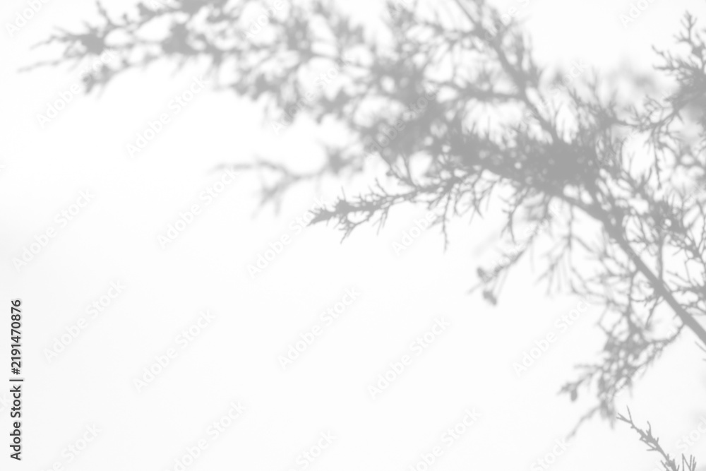 Fototapeta premium Real horizontal foliage shadow cut out on a transparent png background with soft needle-like edges. Suits a serene wellness mockup overlay, a serene skincare and lifestyle brand as a transparent png.