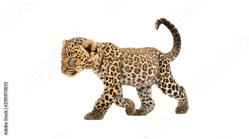 Canvas Print Spotted leopard cub walking with blue eyes and textured fur