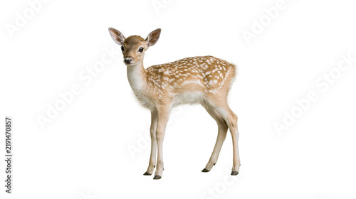 Foto Young spotted fallow deer fawn standing in profile