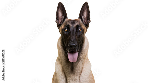 Fotografie Belgian Malinois dog with alert expression and tongue out
