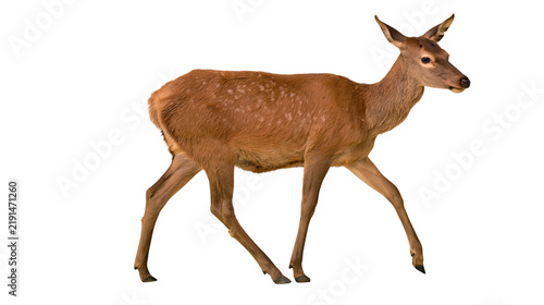 Canvas Print Young brown deer with white spots walking in profile