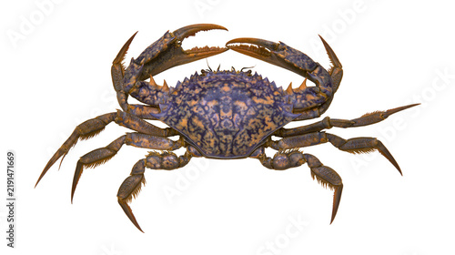 Canvastavla Purple and orange patterned blue swimmer crab with sharp claws and spiky shell