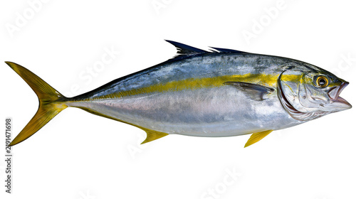 фотографія Fresh raw yellowtail scad fish with metallic scales and yellow lateral stripe