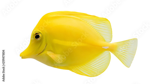 Fotografie Bright yellow Zebrasoma flavescens tang fish with translucent fins