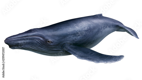 Large blue humpback whale swimming with long pectoral fins and textured skin