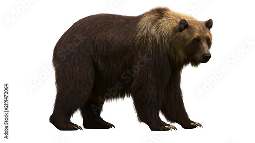 Foto Large brown grizzly bear standing with thick dark fur and golden neck mane