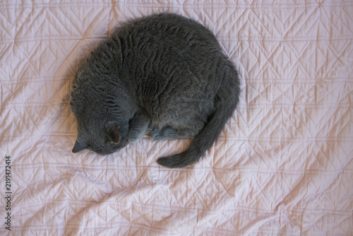 Fotografie Grey cat sleeping on pink bedcover