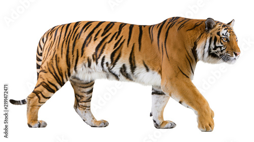Canvas Print Majestic Bengal tiger walking with orange fur and black stripes