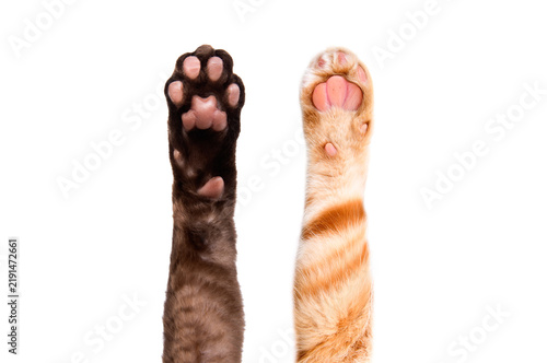 Quadro su tela Two paws of Devon Rex and Scottish Straight cats together isolated on white back