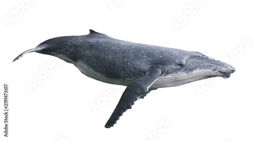 Humpback whale swimming with long pectoral fins and textured grey skin